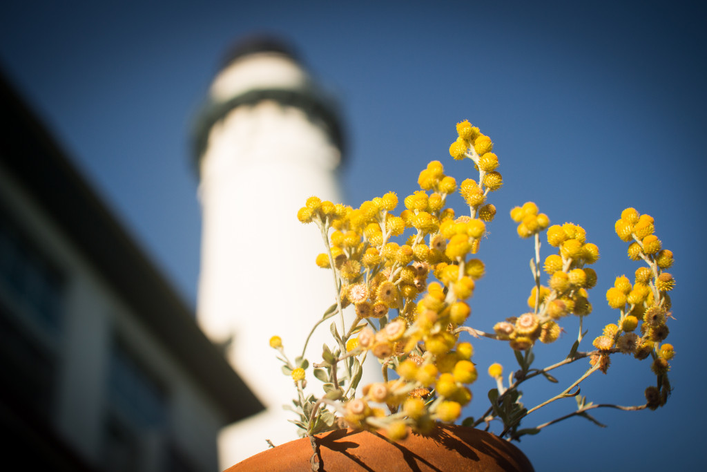 Tower_yellow-flowers-1024x683
